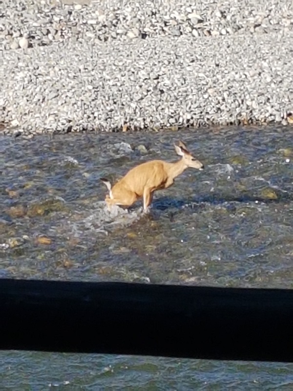 Deer im Fluß