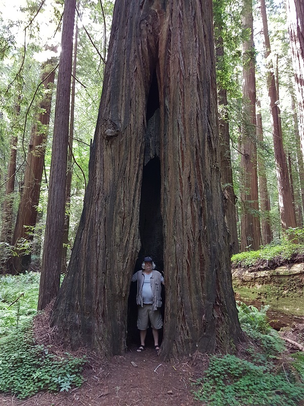 Einer der vielen Redwoods
