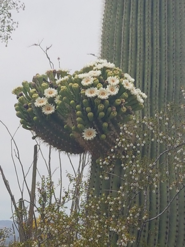 blühender Saguaro