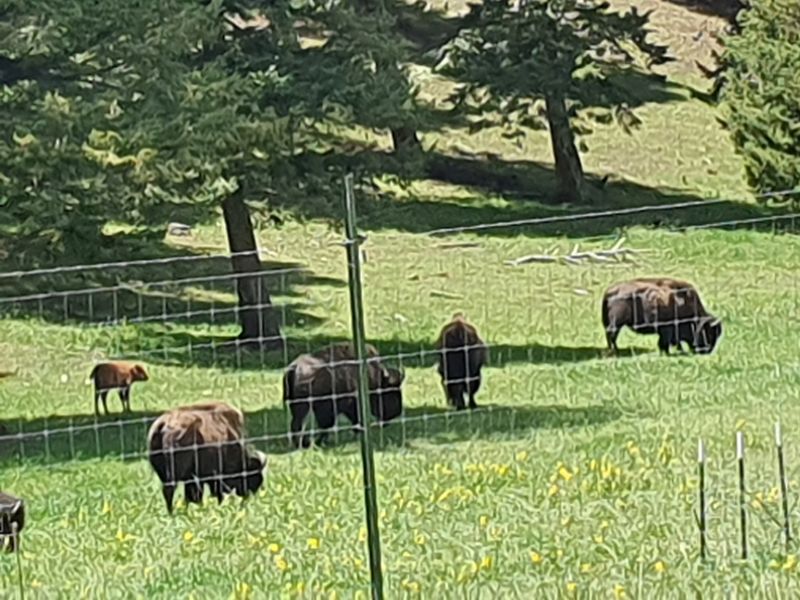 Bisons im Genesee Mountain Park