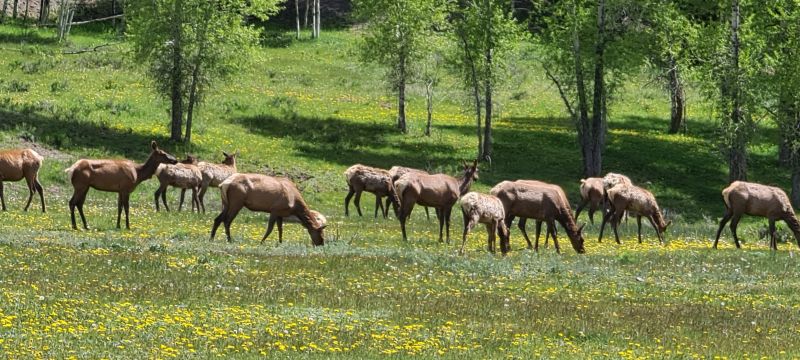 Telluride Hirsche