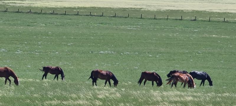 Pawnee Grassland Pferde