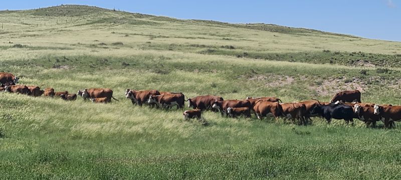 Pawnee Grassland Rinder