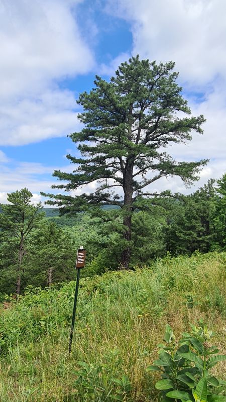 Shenadoah National Park