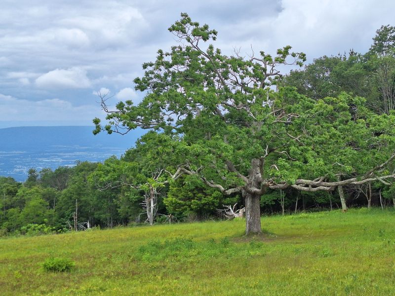 Shenadoah National Park