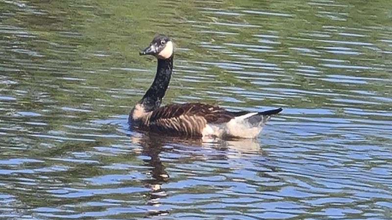 Pendleton Lake